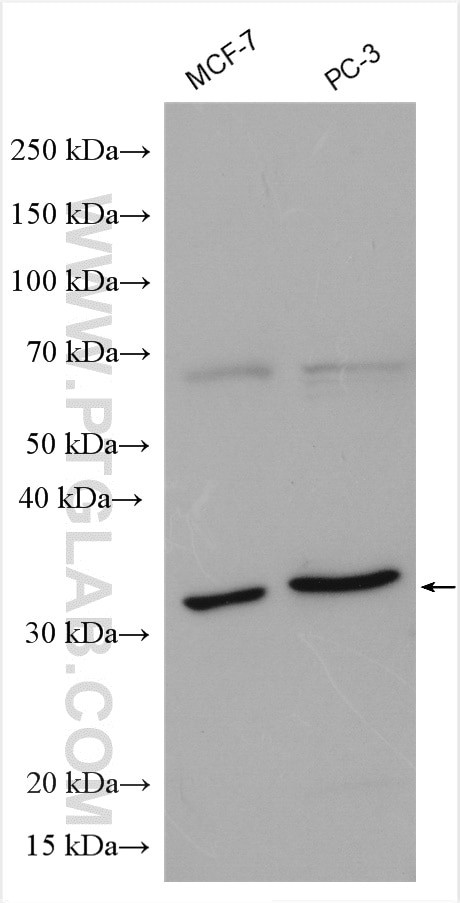 SNAI1 Antibody in Western Blot (WB)