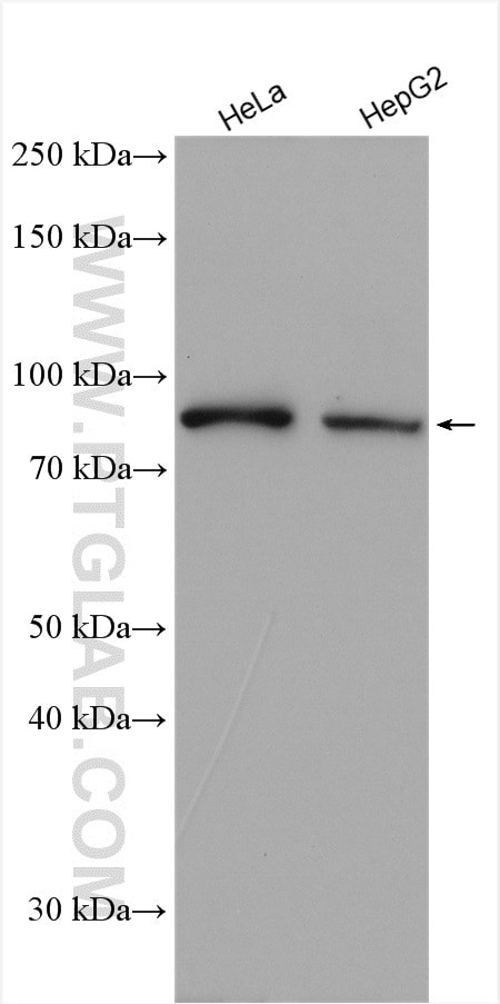 DNAJC10 Antibody in Western Blot (WB)