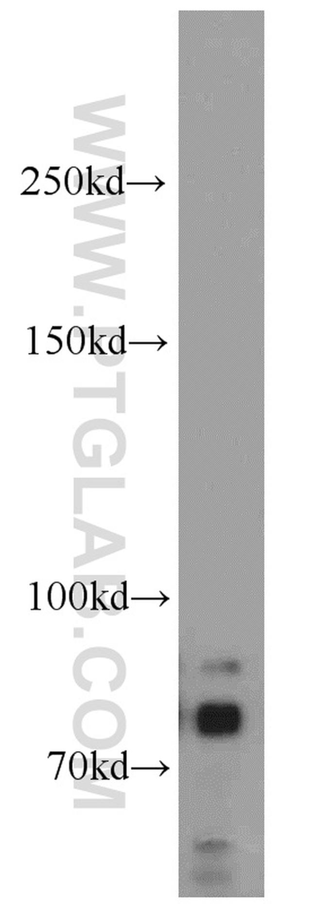 DNAJC10 Antibody in Western Blot (WB)