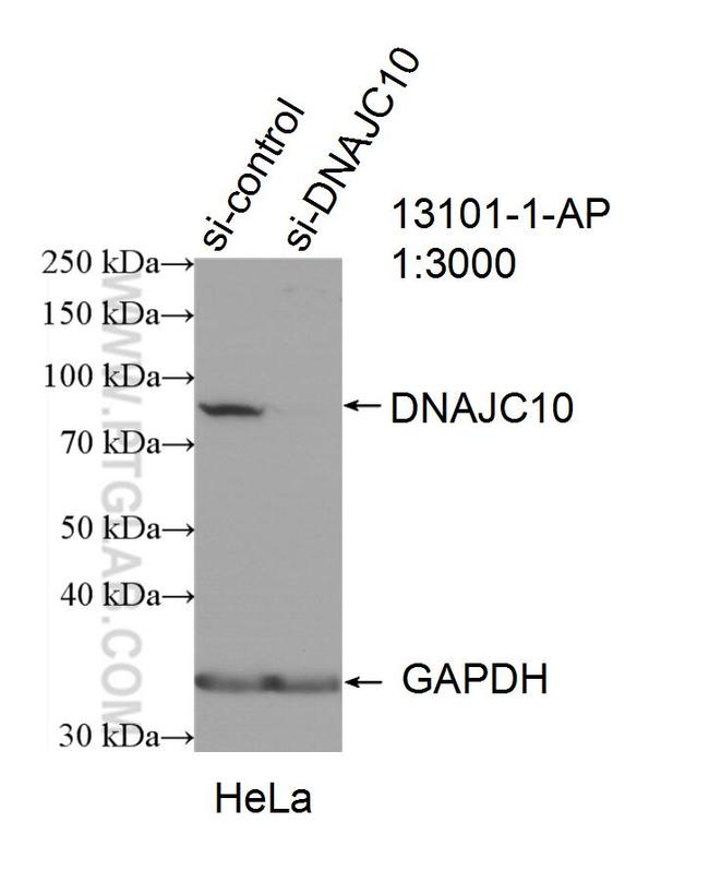 DNAJC10 Antibody in Western Blot (WB)