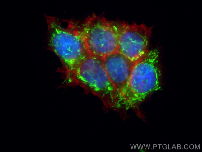 PYCR1 Antibody in Immunocytochemistry (ICC/IF)