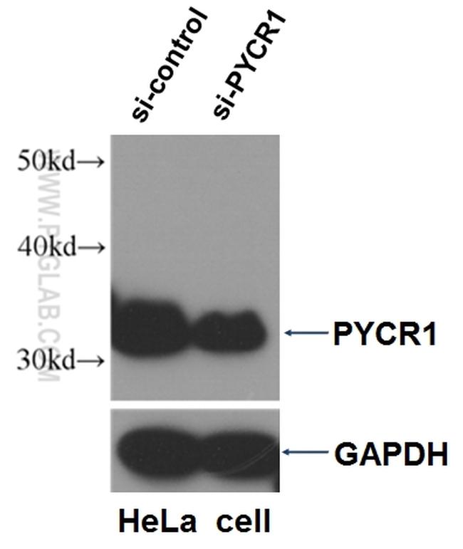 PYCR1 Antibody in Western Blot (WB)