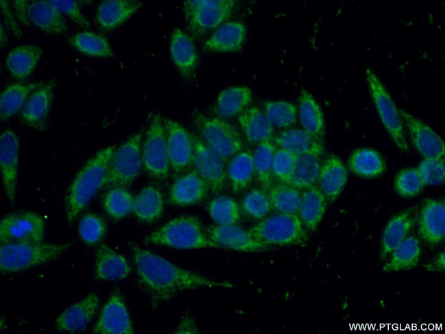 PHPT1 Antibody in Immunocytochemistry (ICC/IF)