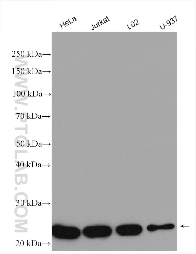 MTHFS Antibody in Western Blot (WB)