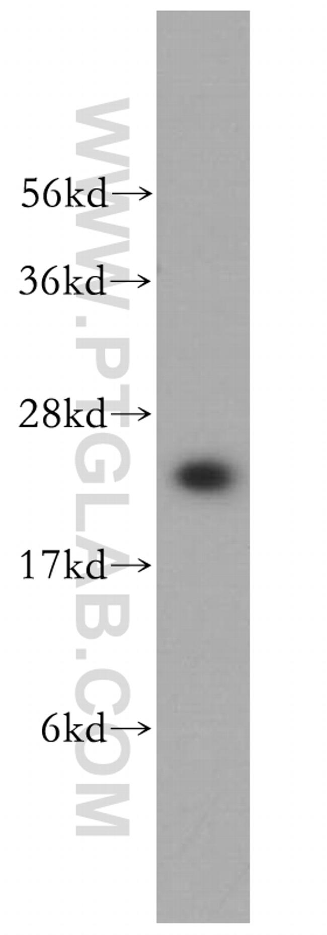 MTHFS Antibody in Western Blot (WB)