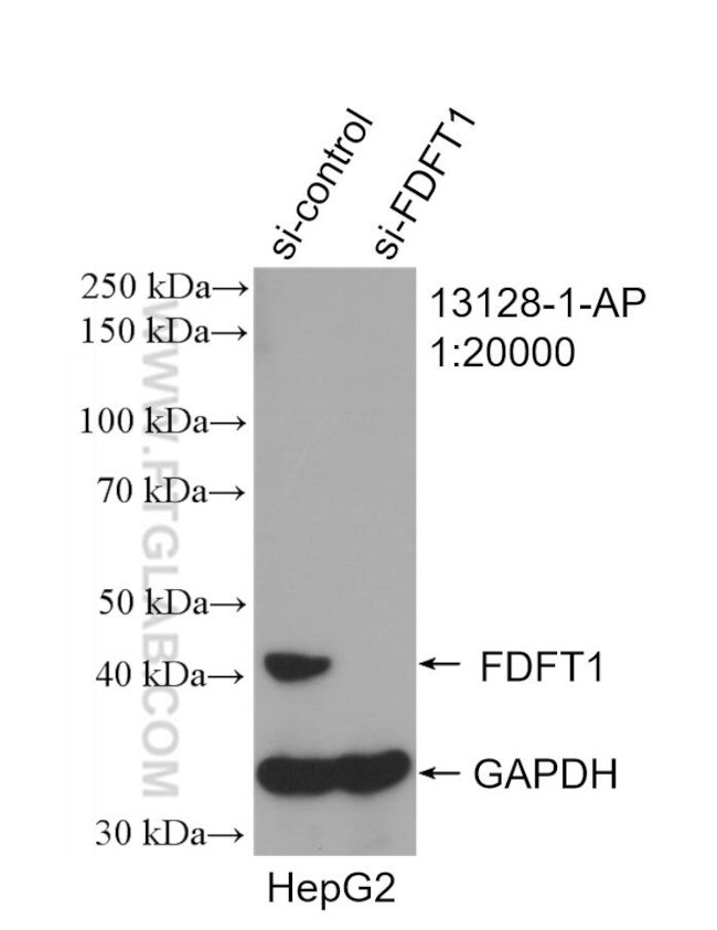 FDFT1 Antibody in Western Blot (WB)