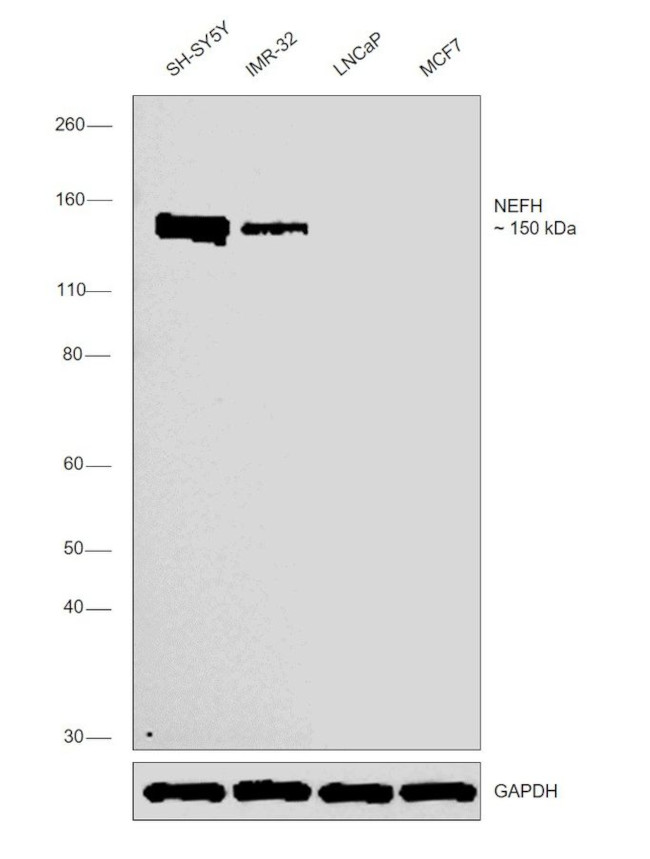 NEFH Antibody