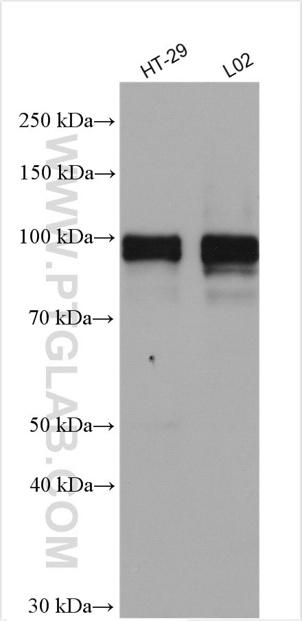 FOXM1 Antibody in Western Blot (WB)