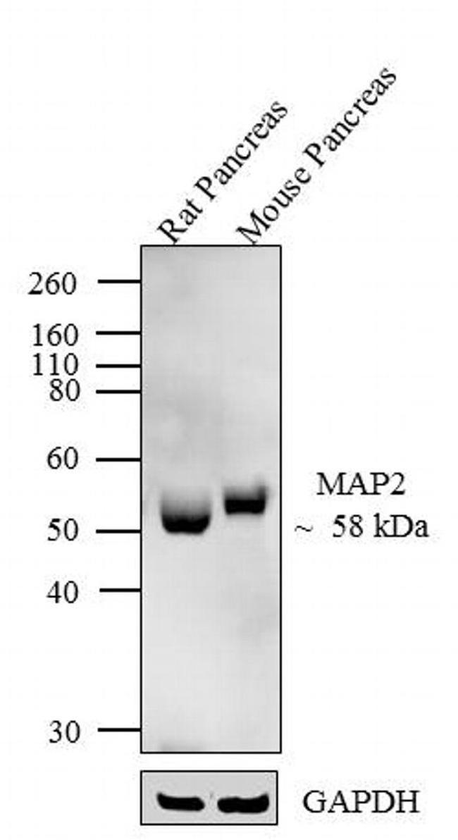 MAP2 Antibody in Western Blot (WB)