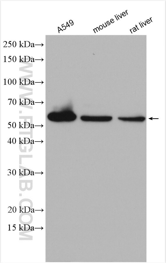 UGDH Antibody in Western Blot (WB)