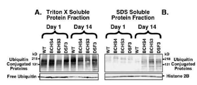 Ubiquitin Antibody in Western Blot (WB)