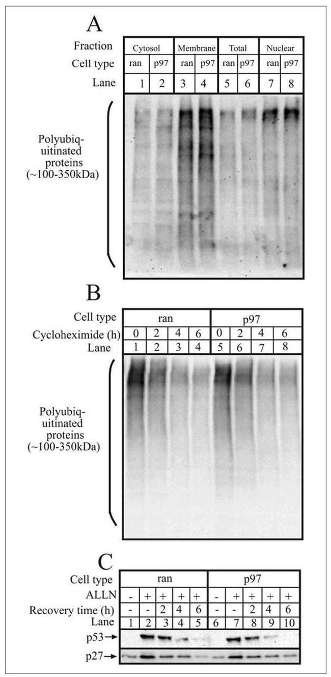 Ubiquitin Antibody in Western Blot (WB)