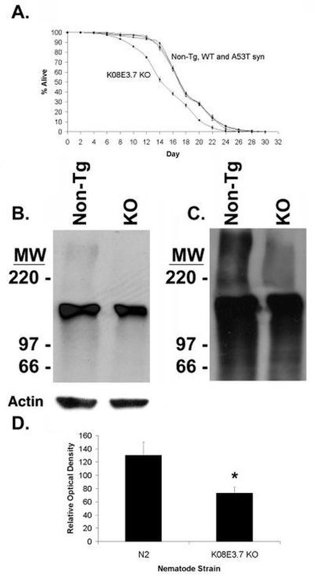 Ubiquitin Antibody in Western Blot (WB)