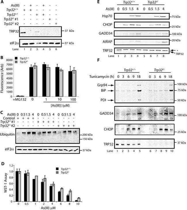 Ubiquitin Antibody in Western Blot (WB)