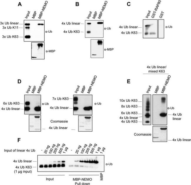 Ubiquitin Antibody in Western Blot (WB)