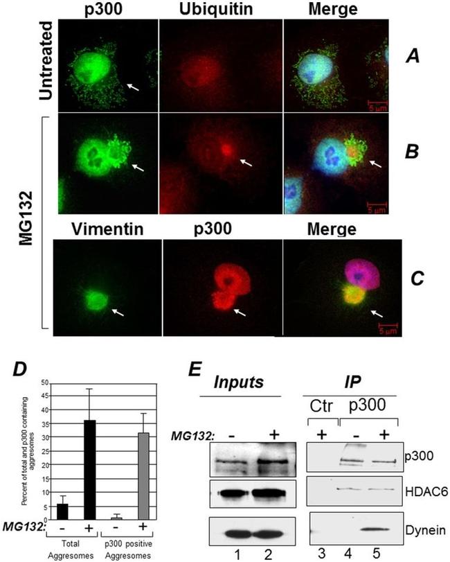 Ubiquitin Antibody in Western Blot, Immunocytochemistry (WB, ICC/IF)