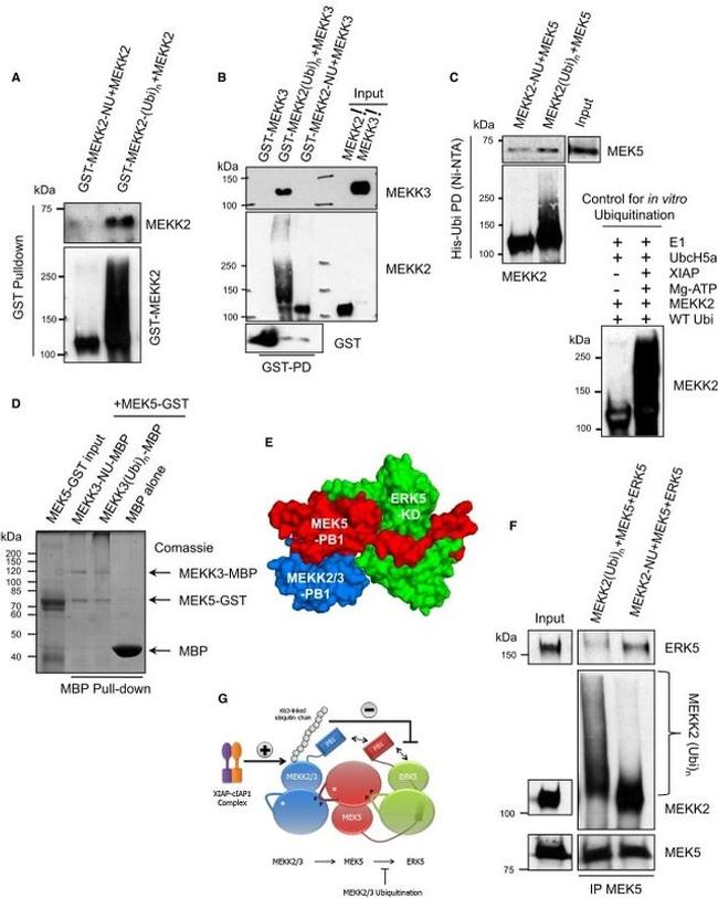 Ubiquitin Antibody in Western Blot (WB)