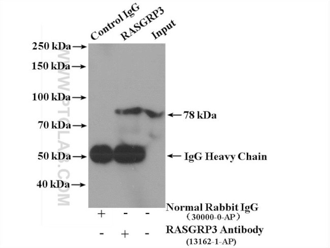 RASGRP3 Antibody in Immunoprecipitation (IP)