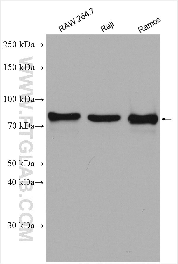 RASGRP3 Antibody in Western Blot (WB)