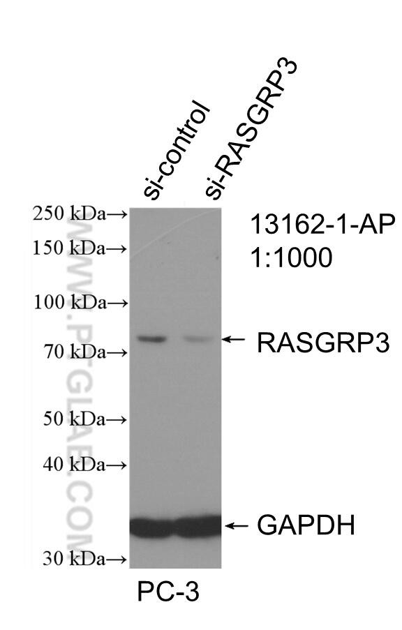 RASGRP3 Antibody in Western Blot (WB)