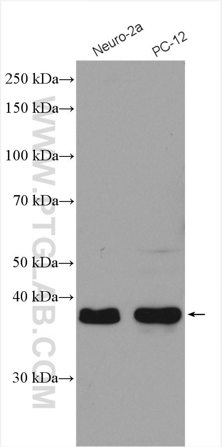 QKI Antibody in Western Blot (WB)