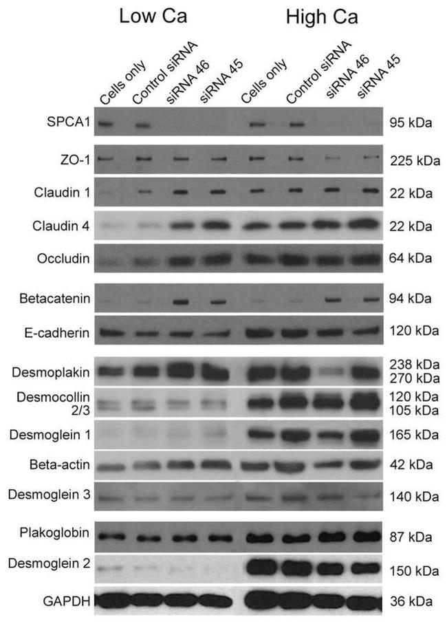 Claudin 1 Antibody in Western Blot (WB)