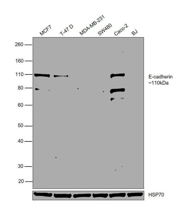 E-cadherin Antibody in Western Blot (WB)