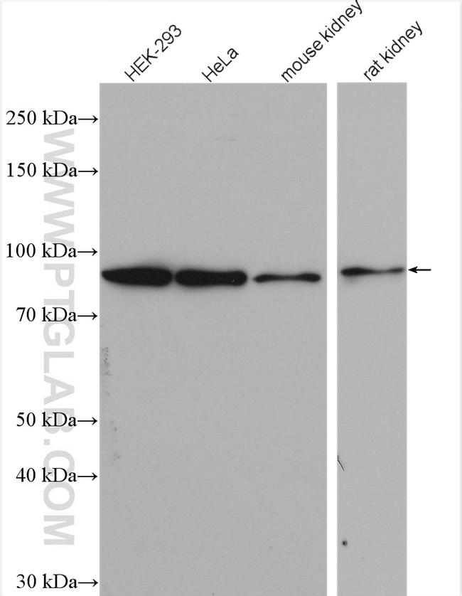 HSP90 Antibody in Western Blot (WB)