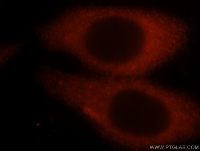 HSP90 Antibody in Immunocytochemistry (ICC/IF)