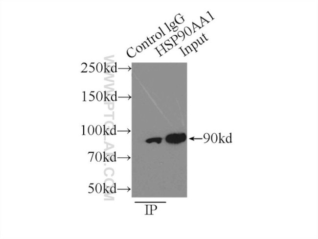 HSP90 Antibody in Immunoprecipitation (IP)