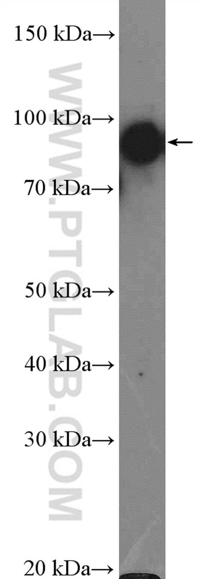 HSP90 Antibody in Western Blot (WB)