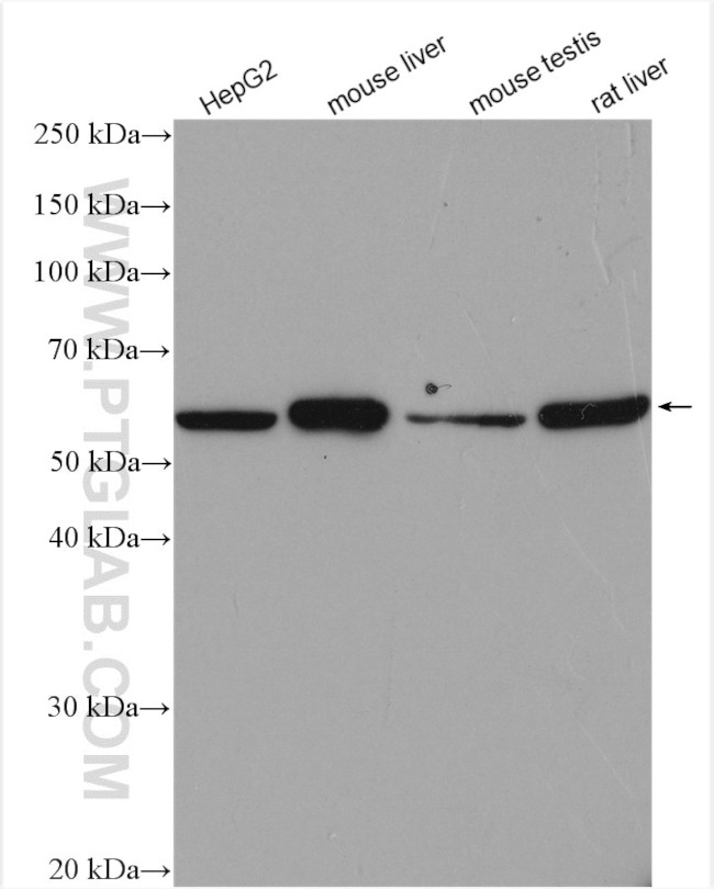 MLF1IP Antibody in Western Blot (WB)