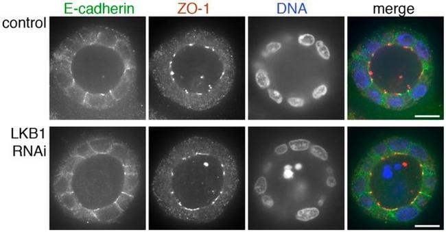 ZO-1 Antibody in Immunocytochemistry (ICC/IF)