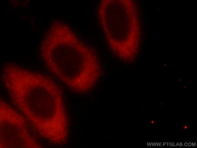 FXR1 Antibody in Immunocytochemistry (ICC/IF)