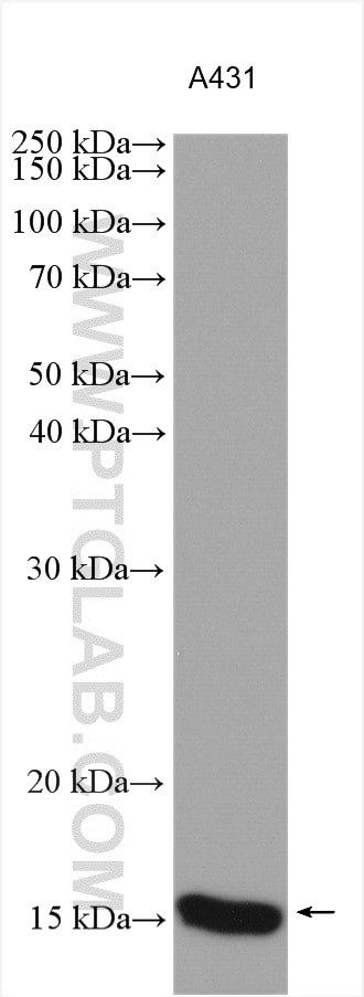 ISCA2 Antibody in Western Blot (WB)