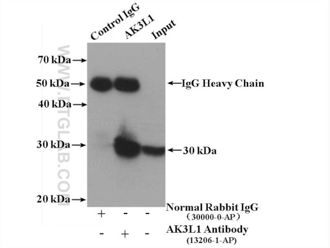 AK3L1 Antibody in Immunoprecipitation (IP)