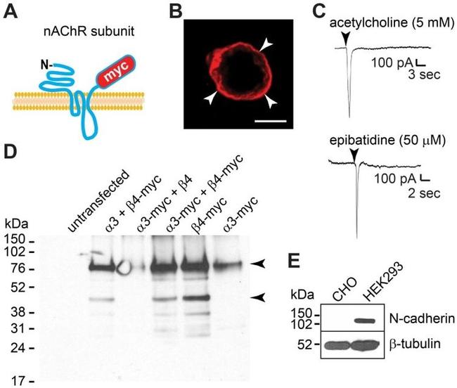 N-cadherin Antibody in Western Blot, Immunocytochemistry (WB, ICC/IF)