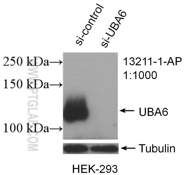 UBA6 Antibody in Western Blot (WB)