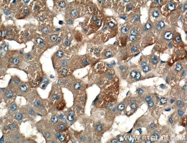 LRG1 Antibody in Immunohistochemistry (Paraffin) (IHC (P))