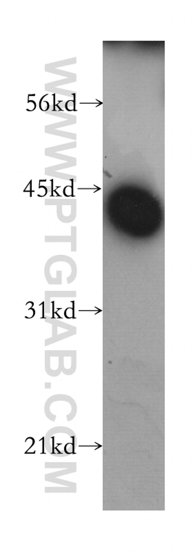 LRG1 Antibody in Western Blot (WB)