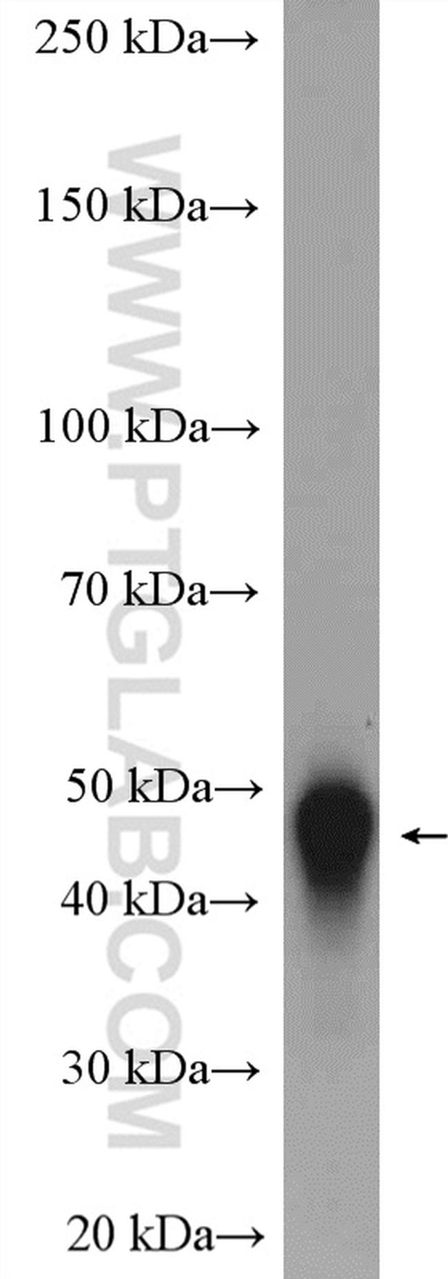 LRG1 Antibody in Western Blot (WB)