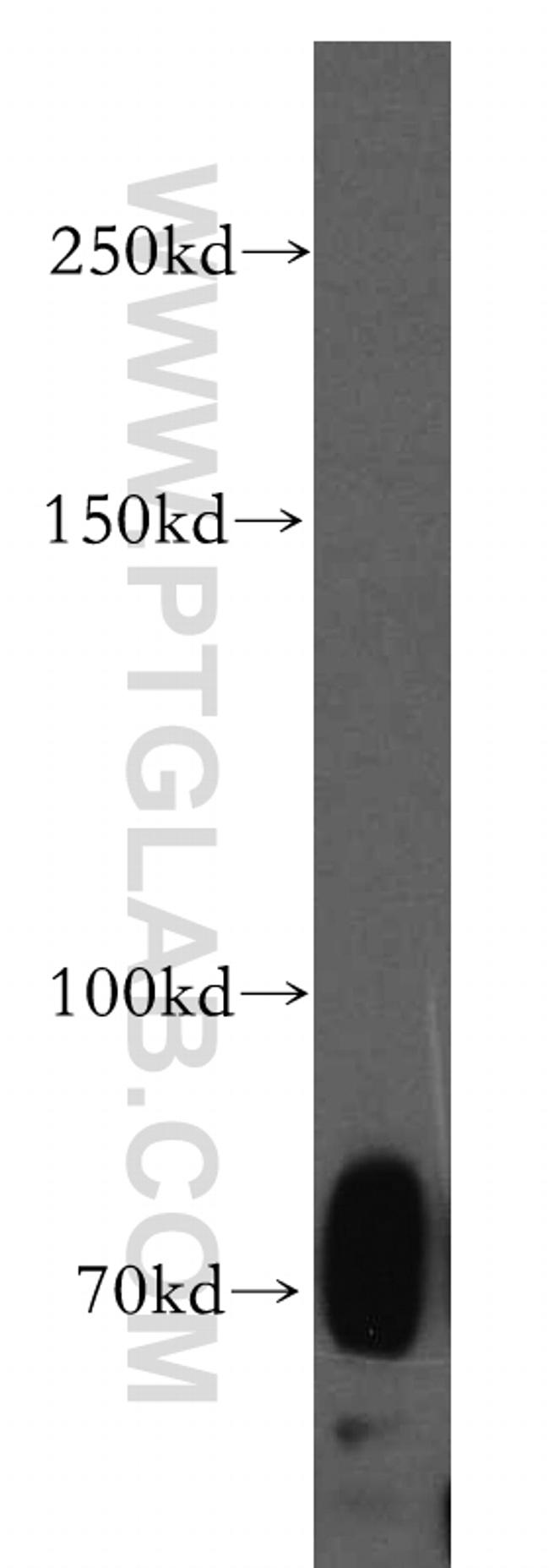 SIGLEC5 Antibody in Western Blot (WB)