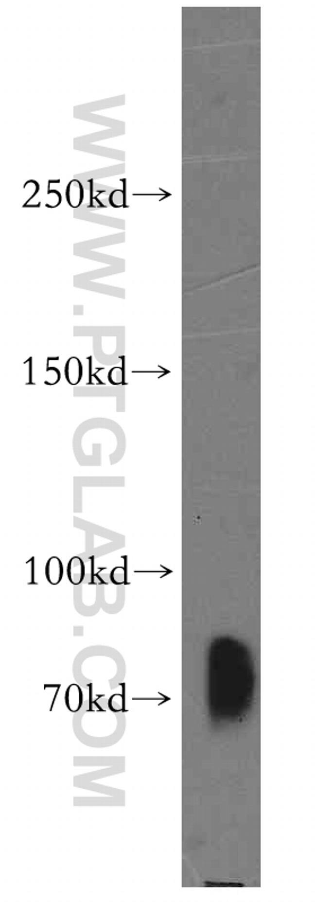 SIGLEC5 Antibody in Western Blot (WB)