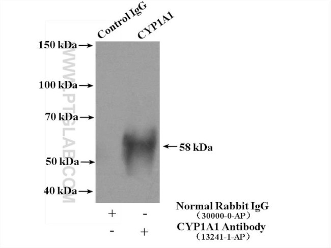 CYP1A1 Antibody in Immunoprecipitation (IP)