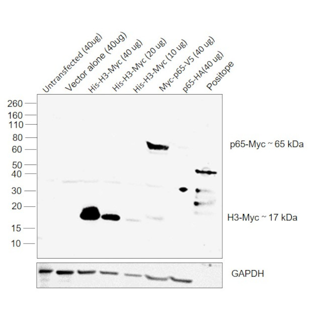 c-Myc Antibody