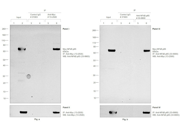 c-Myc Antibody in Immunoprecipitation (IP)