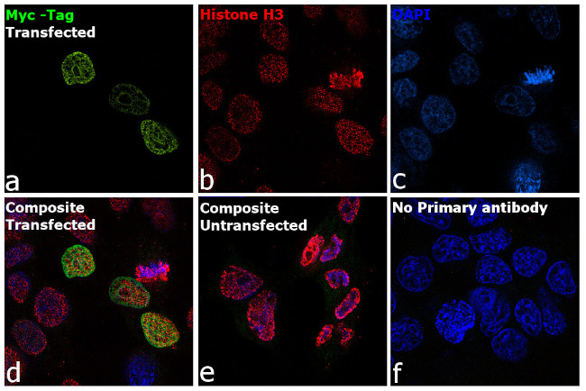 c-Myc Antibody in Immunocytochemistry (ICC/IF)