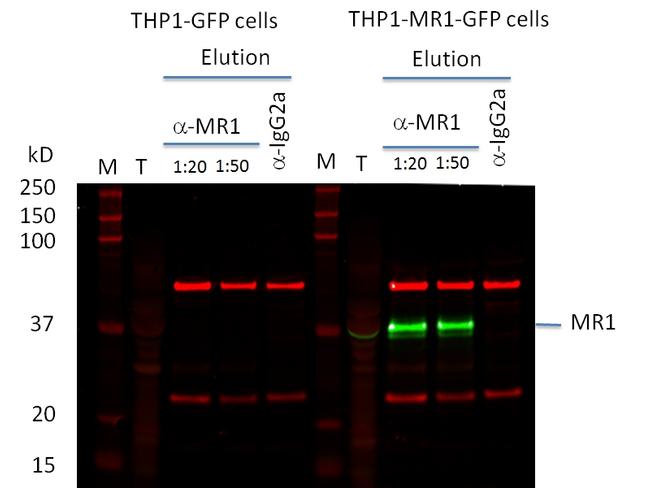 MR1 Antibody in Western Blot (WB)