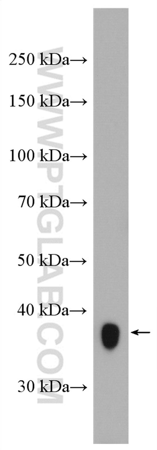 GGH Antibody in Western Blot (WB)