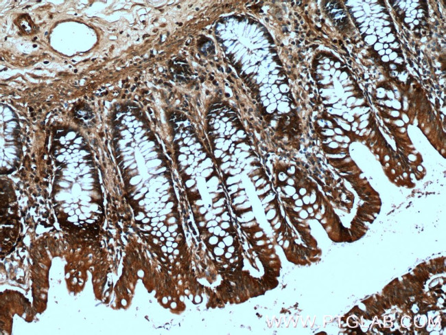 DAO Antibody in Immunohistochemistry (Paraffin) (IHC (P))